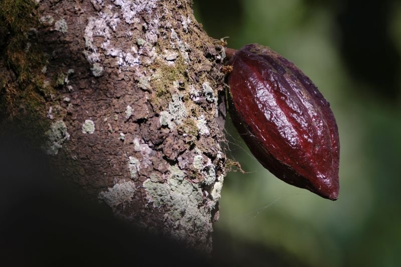 Low prices, pay delays drive Ghana cocoa farmers to smugglers