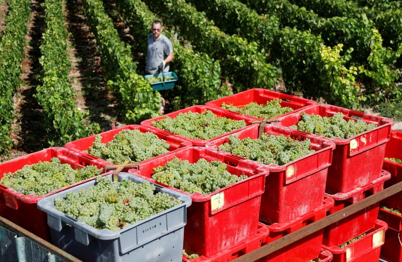 Champagne makers call for reduced grape harvest after 15% drop in sales