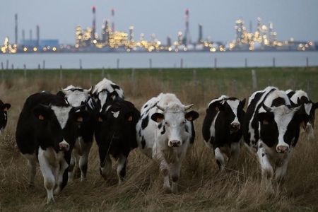 Bird flu detected in three California dairy herds, state says