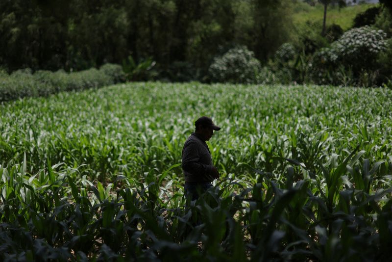 As drought breeds hunger in Guatemala, farming program aims to help