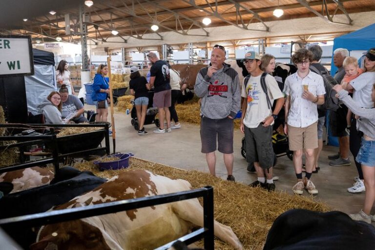 Fake cows ready for milking at US state fairs as bird flu threat looms