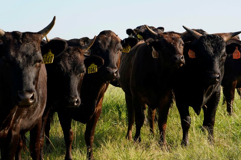 Colombia ends ban on beef from US states with bird flu in dairy cows