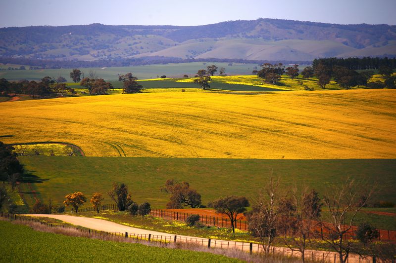 Analysis-Australia could be canola trade winner if China gets over fungus worries