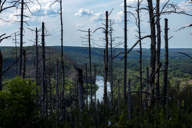 Ukraine’s vast forests devastated in hellscape of war