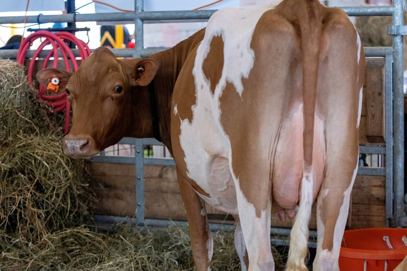 Exclusive-US to begin bulk milk testing for bird flu after push from industry