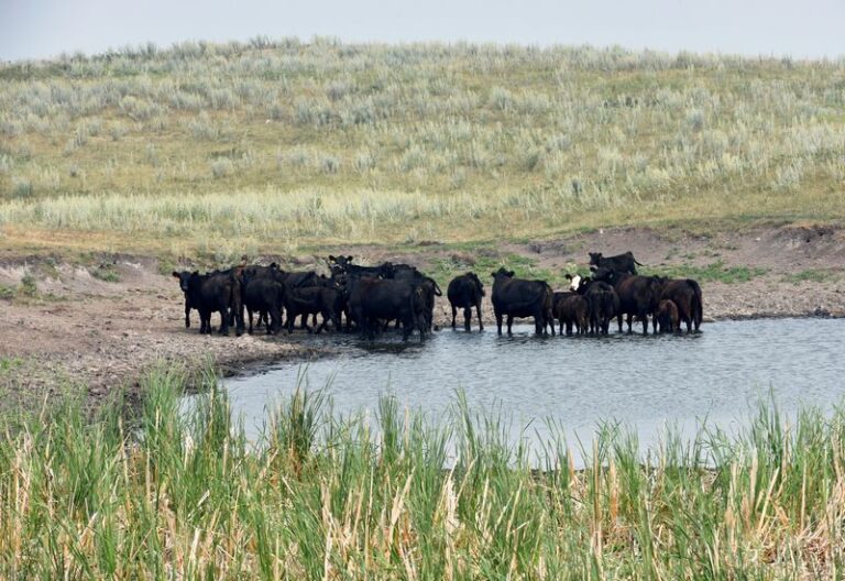 Return of US drought delays cattle-herd rebuilding, hurting Tyson Foods