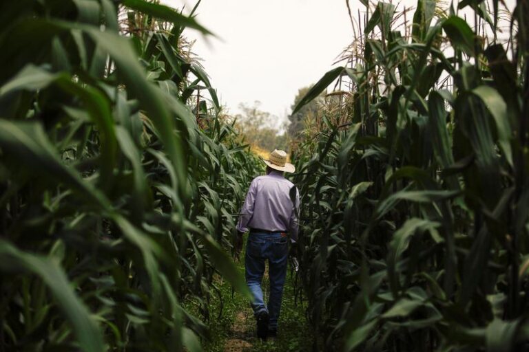 Mexico’s Sheinbaum to present constitutional safeguard for non-GMO corn in coming days