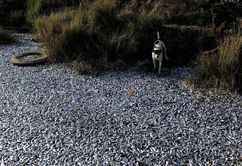 Chile’s rare salt flat fish faces threat from lithium mining project