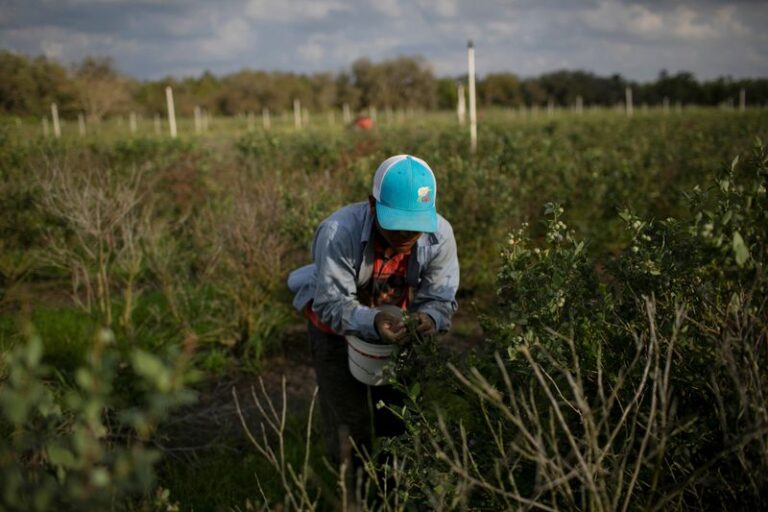 US farm groups want Trump to spare their workers from deportation