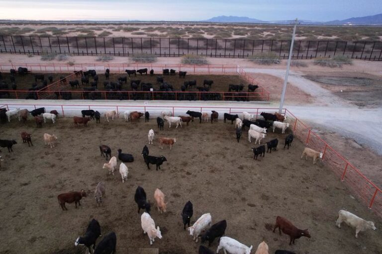 US suspends Mexican cattle imports after New World screwworm case