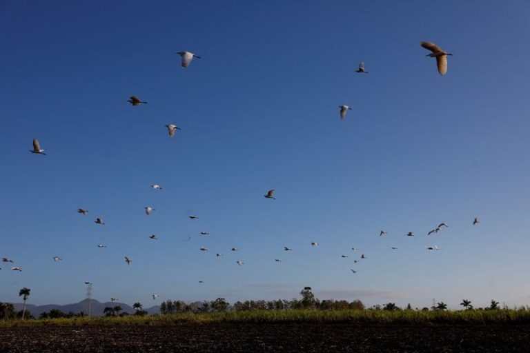 Cuban sugar industry demise mirrors food crisis