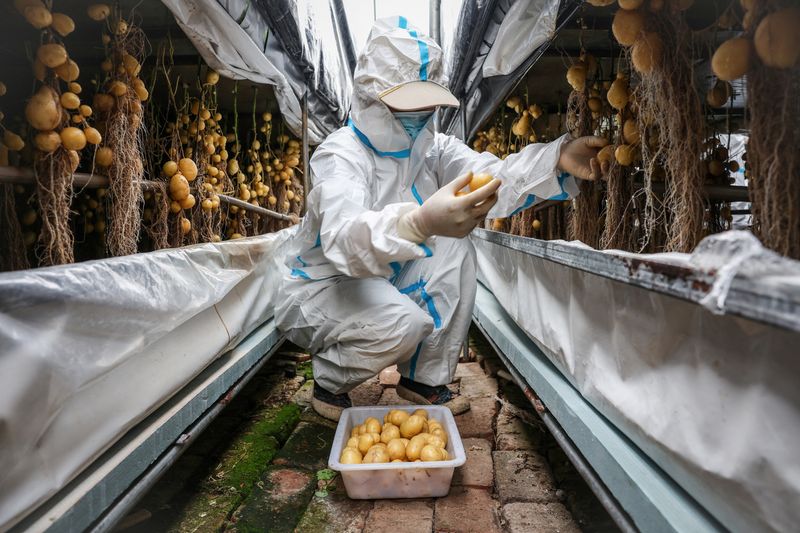 China scientists rush to climate-proof potatoes