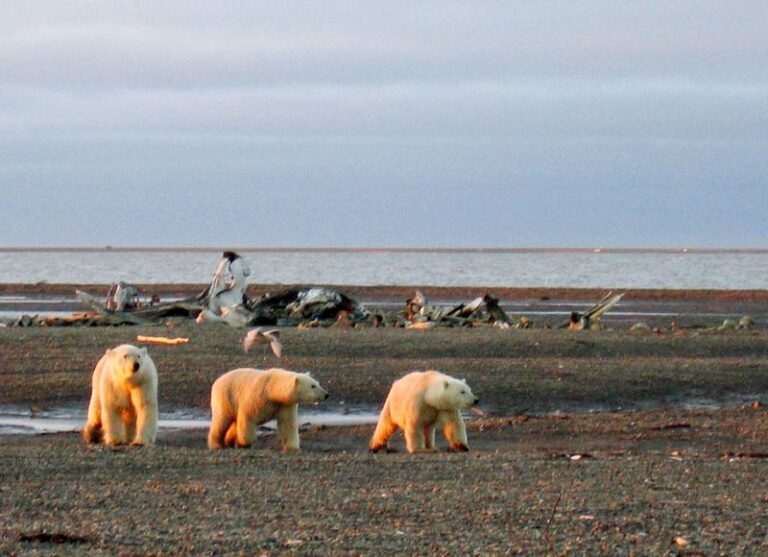 US to offer oil and gas leases in Alaska wildlife refuge on Jan. 9