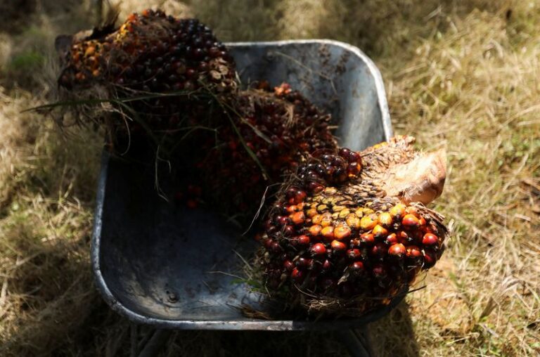 Exclusive-Heavy rains to hit Malaysian palm oil output again in December, says MPOB