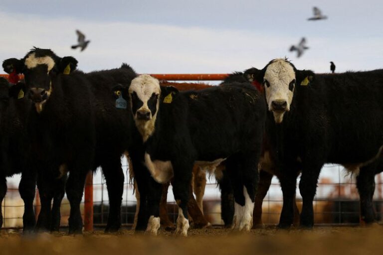 USDA does not expect to resume Mexico cattle imports before holidays, chief veterinary officer says