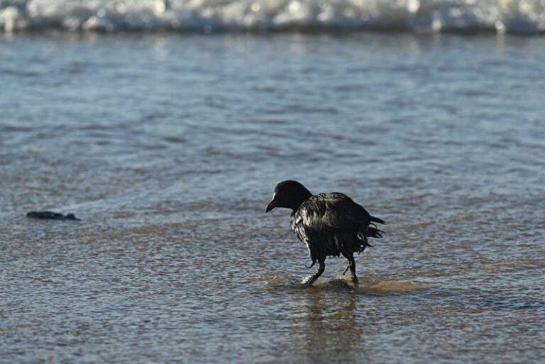 Volunteers battle to clear spilled oil on Russia’s Black Sea coast