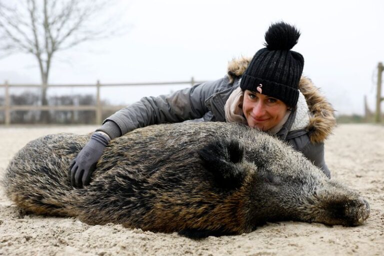 Adopted wild boar ‘Rillette’ threatened with euthanasia in France